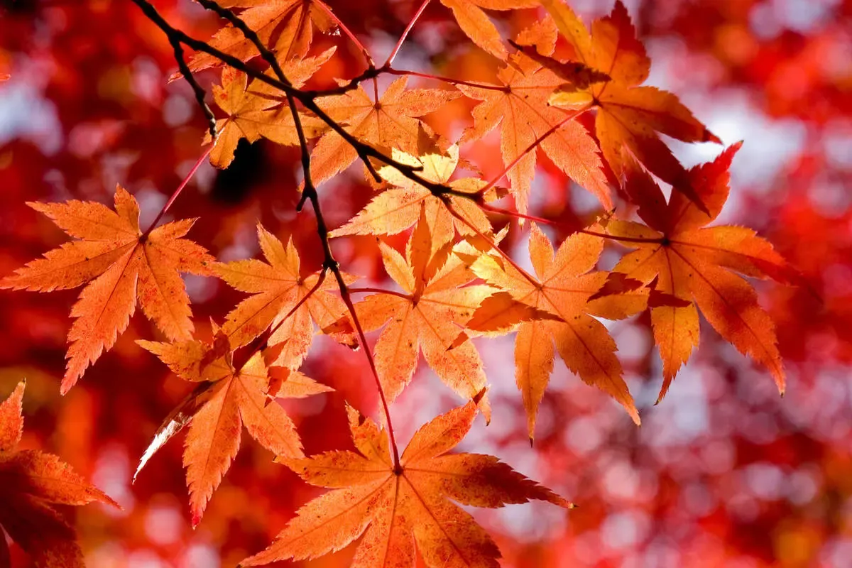 دلایل روانشناختی علاقه برخی به پاییز چیست؟