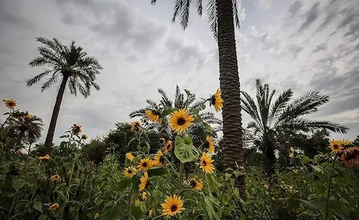 مزارع آفتابگردان در اهواز / عکس: مهدی پدرام خو
