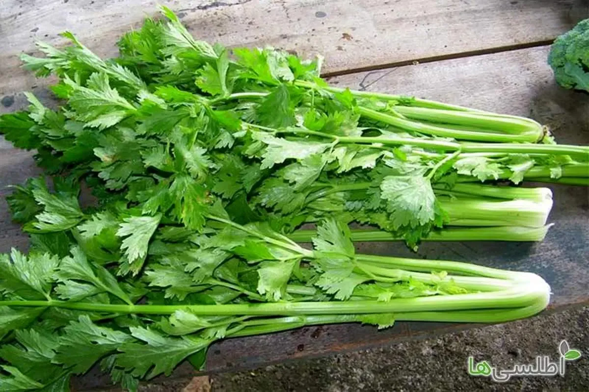 ۵ دلیل بخاطر اینکه حتما کرفس بخورید