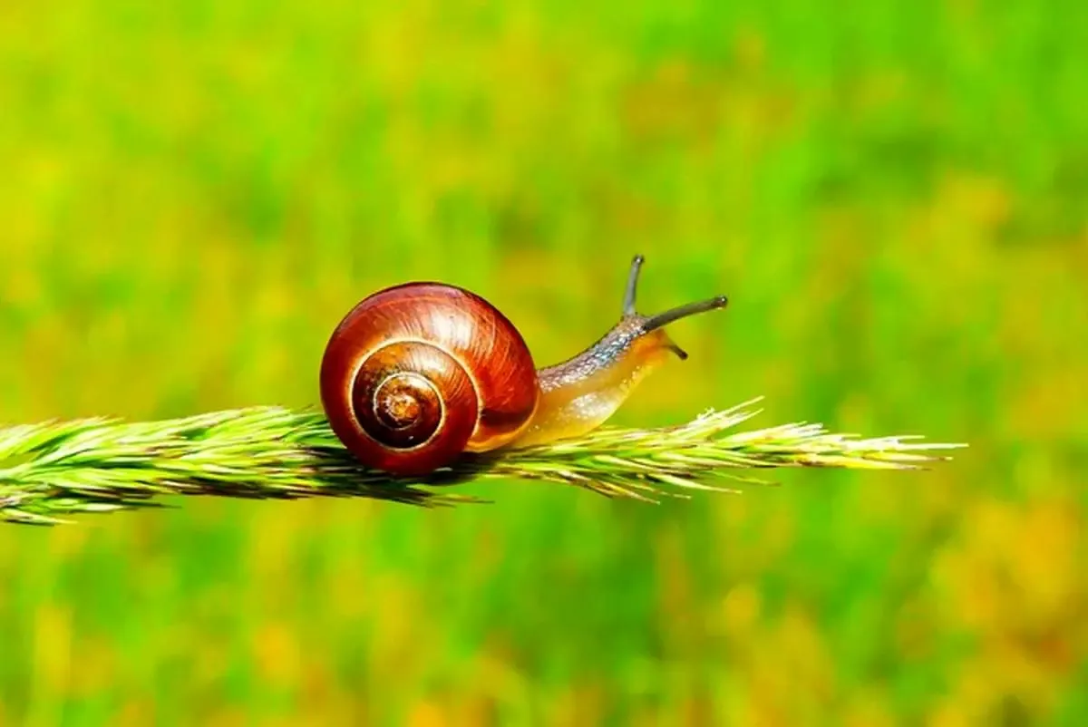 آگهی‌های عجیب و قیمت‌های نجومی برای خرید حلزون