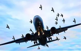 برخورد دسته پرندگان به دماغه و موتور هواپیما / فیلم مربوط به ایران نیست