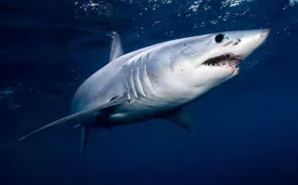 مرگ دختر نوجوان با حمله کوسه به ساحل